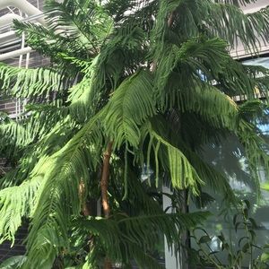 Meet your Posher, Celeste